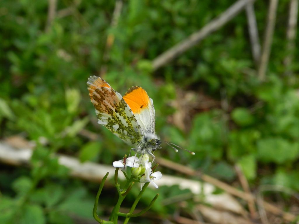 ID Euchloe ......???? - No, Anthocharis cardamines