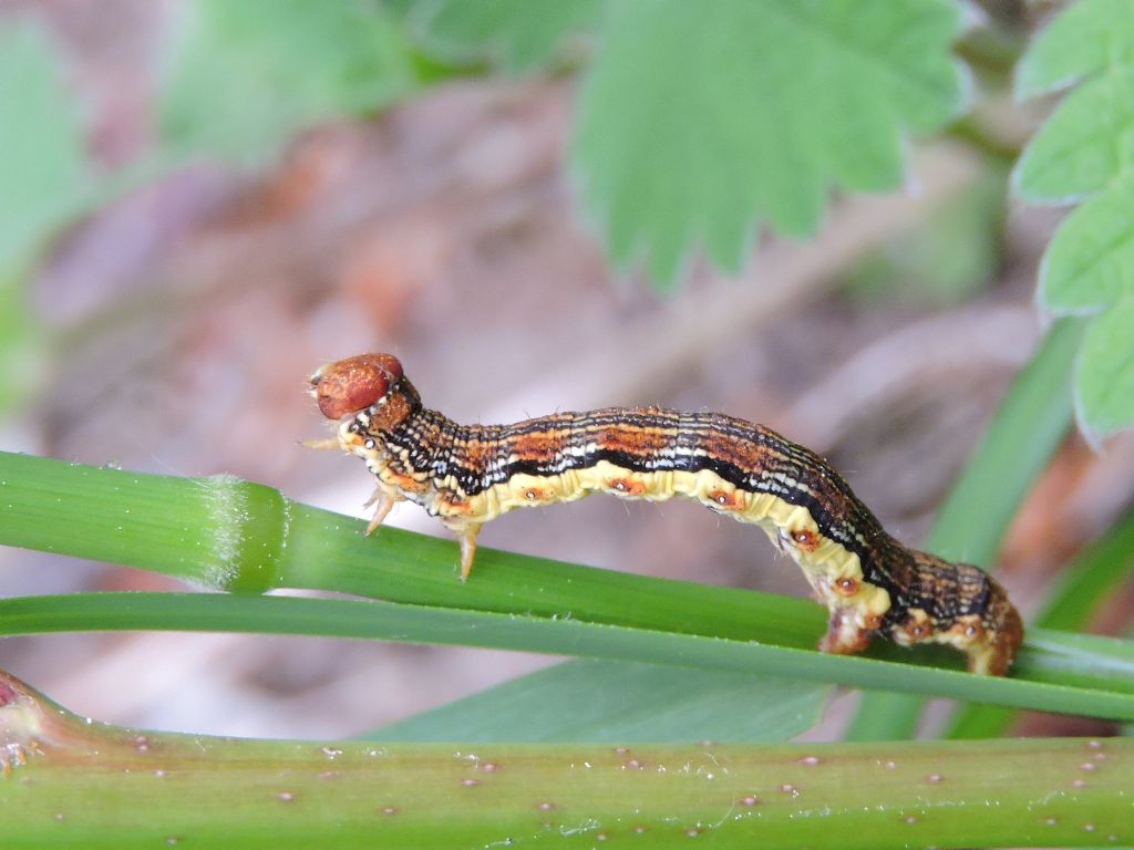 ID bruco - Erannis defoliaria