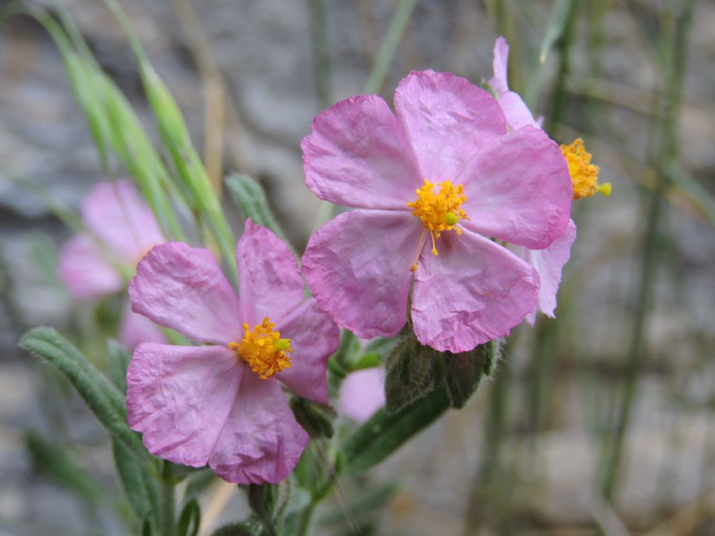 Cistus albidus