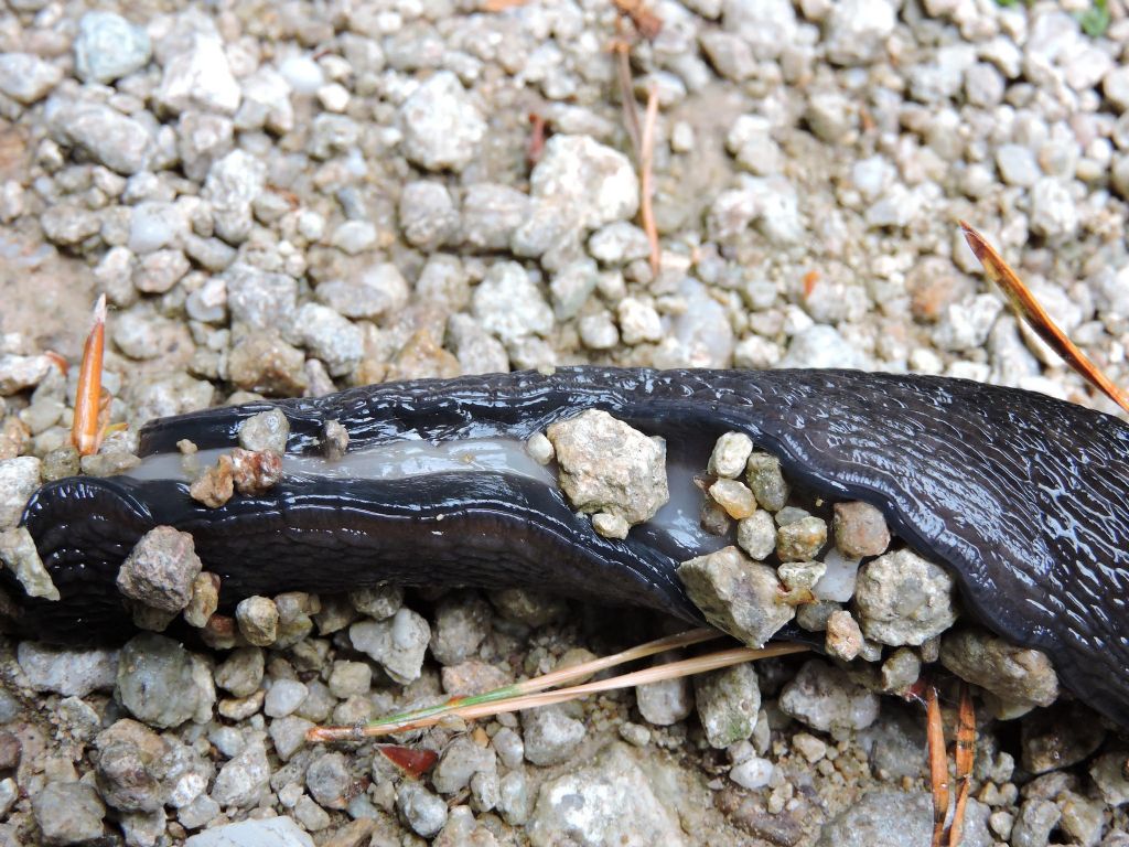 Limax subalpinus da Pornassino in Val Tanaro (CN)