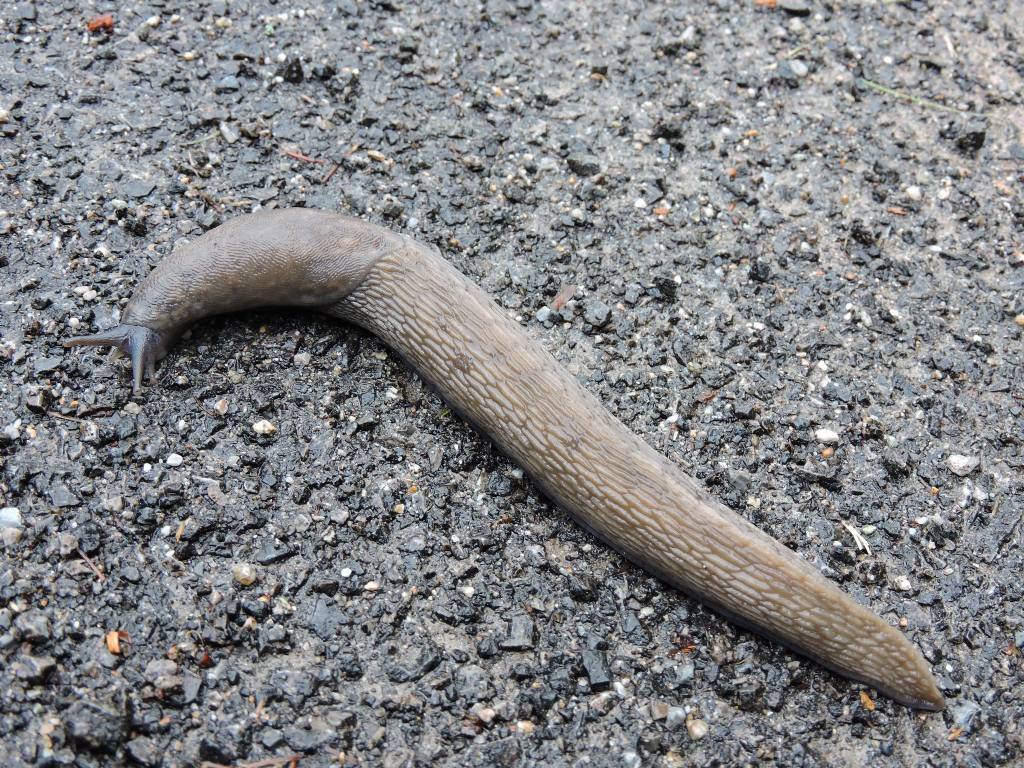 Limax subalpinus da Viozene in Val Tanaro (CN)