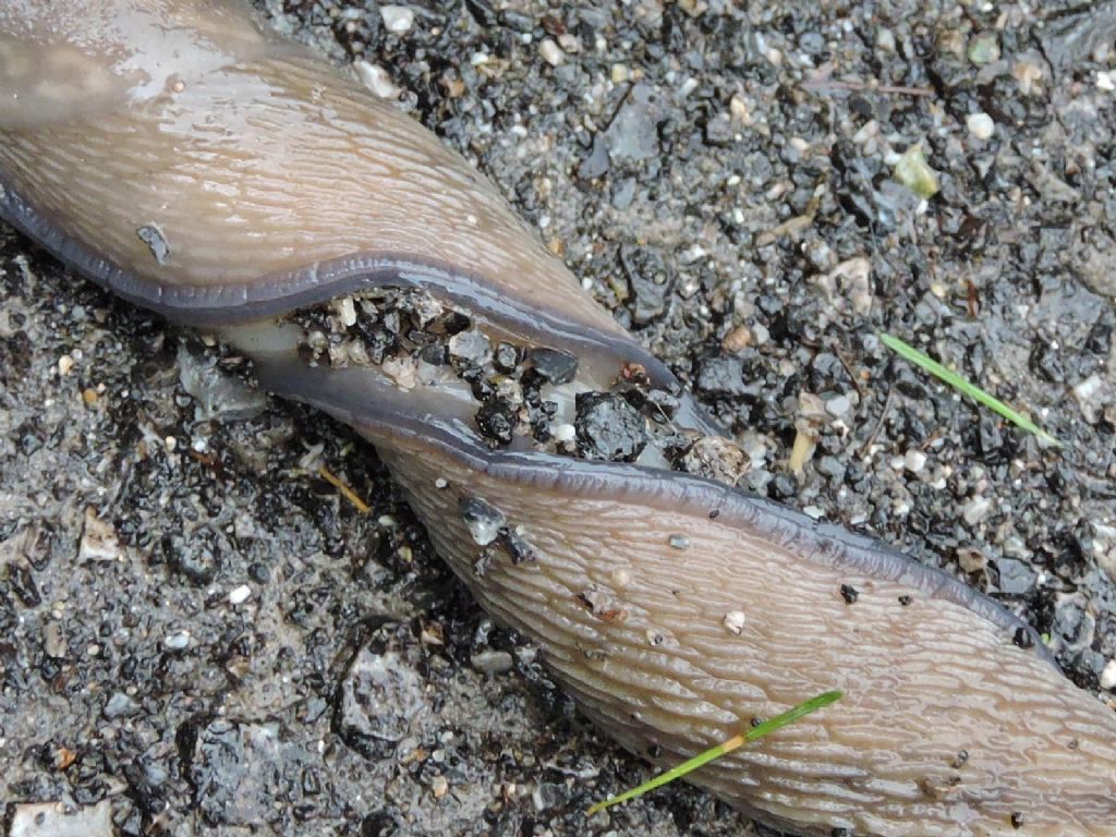 Limax subalpinus da Viozene in Val Tanaro (CN)