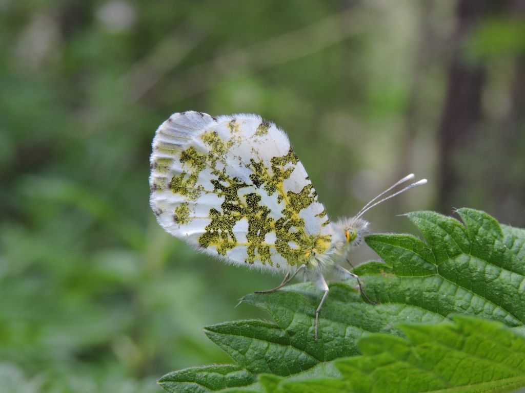 ID Farfalle in Val Tanaro - Anthocharis cardamines