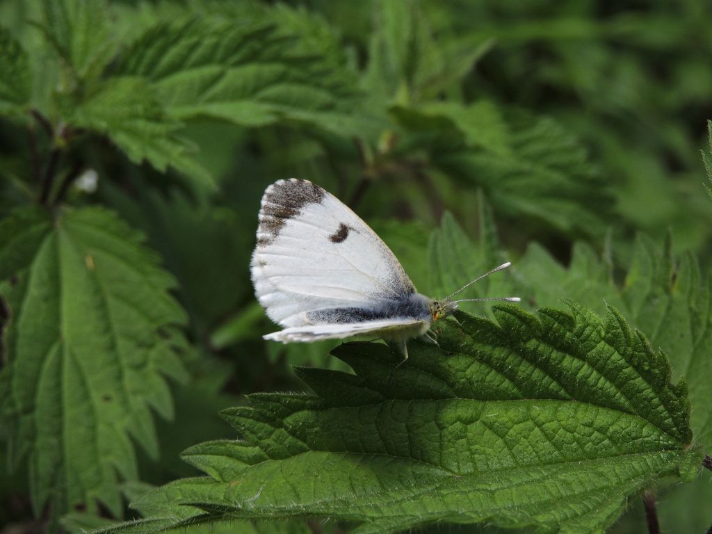 ID Farfalle in Val Tanaro - Anthocharis cardamines