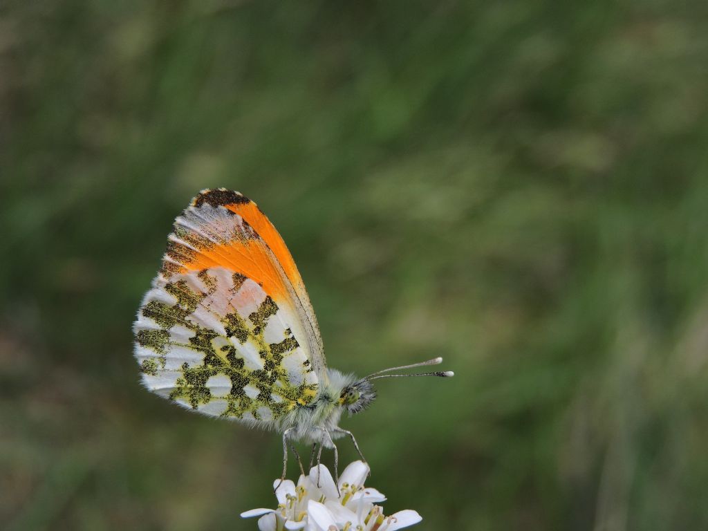 ID Farfalle in Val Tanaro - Anthocharis cardamines