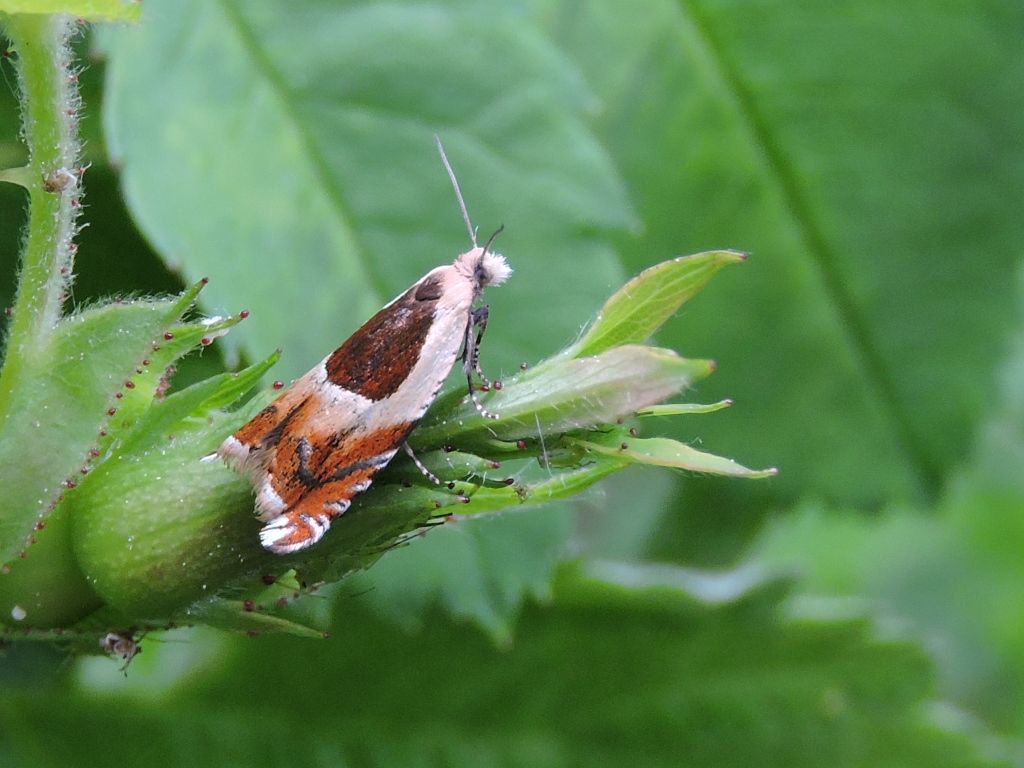 ID micro farfalla - Ancylis badiana