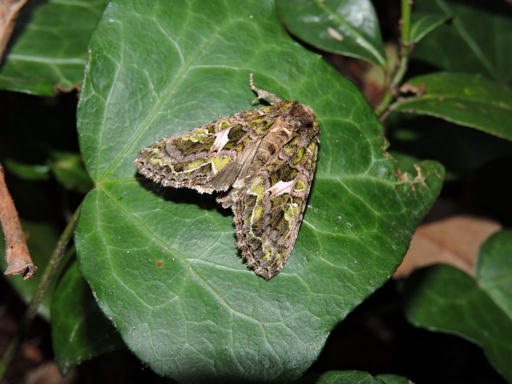 Trachea atriplicis e Phlogophora meticulosa