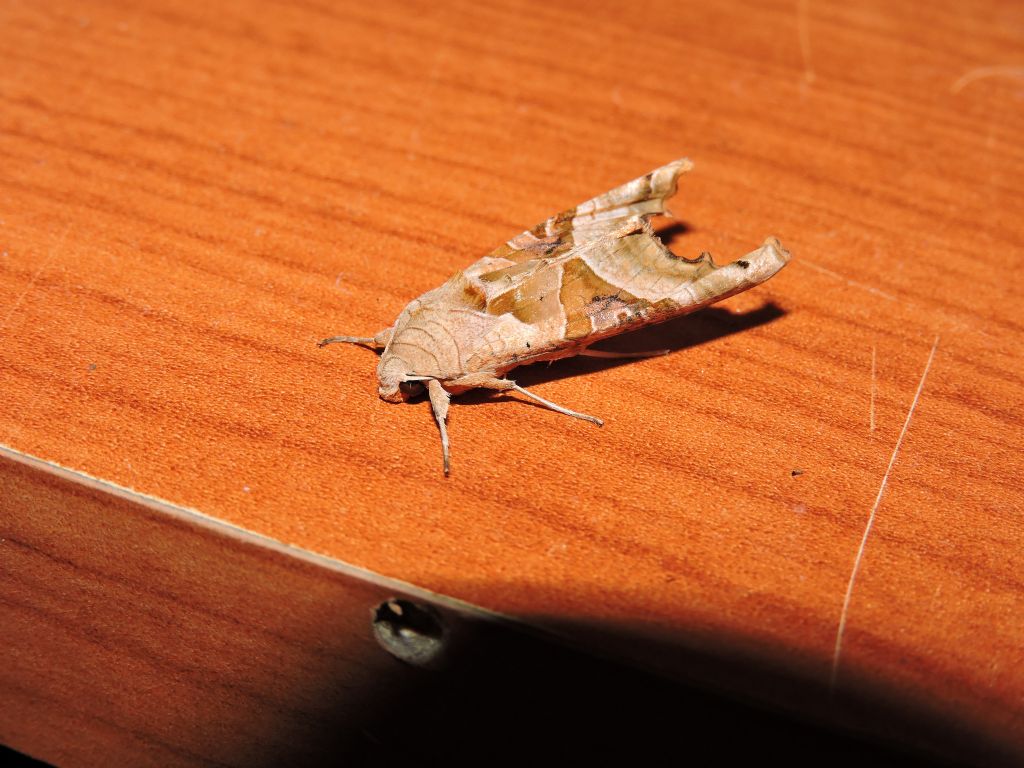 Trachea atriplicis e Phlogophora meticulosa