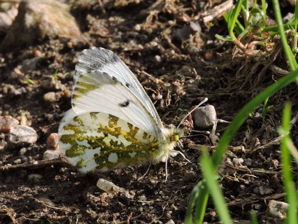 Anthocharis cardamines, Pieridae