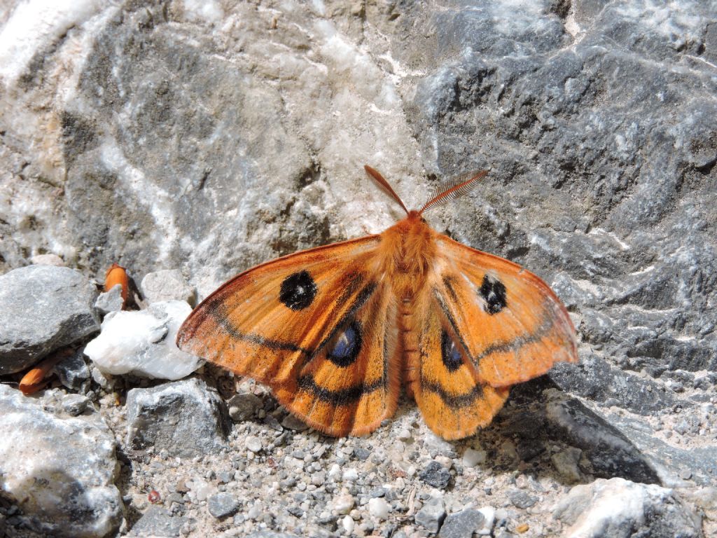 ID farfalla arancione - Aglia tau, Saturniidae