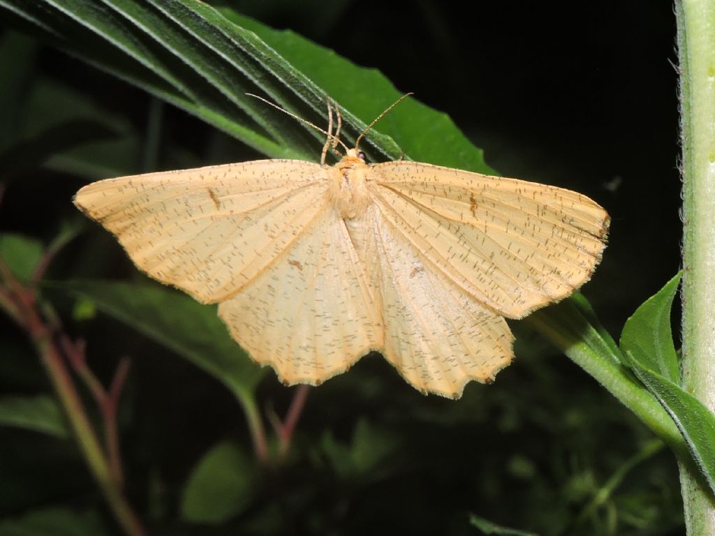 Angerona prunaria - Geometridae