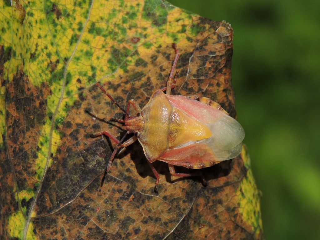 Pentatomidae: Carpocoris purpureipennis, teneral form