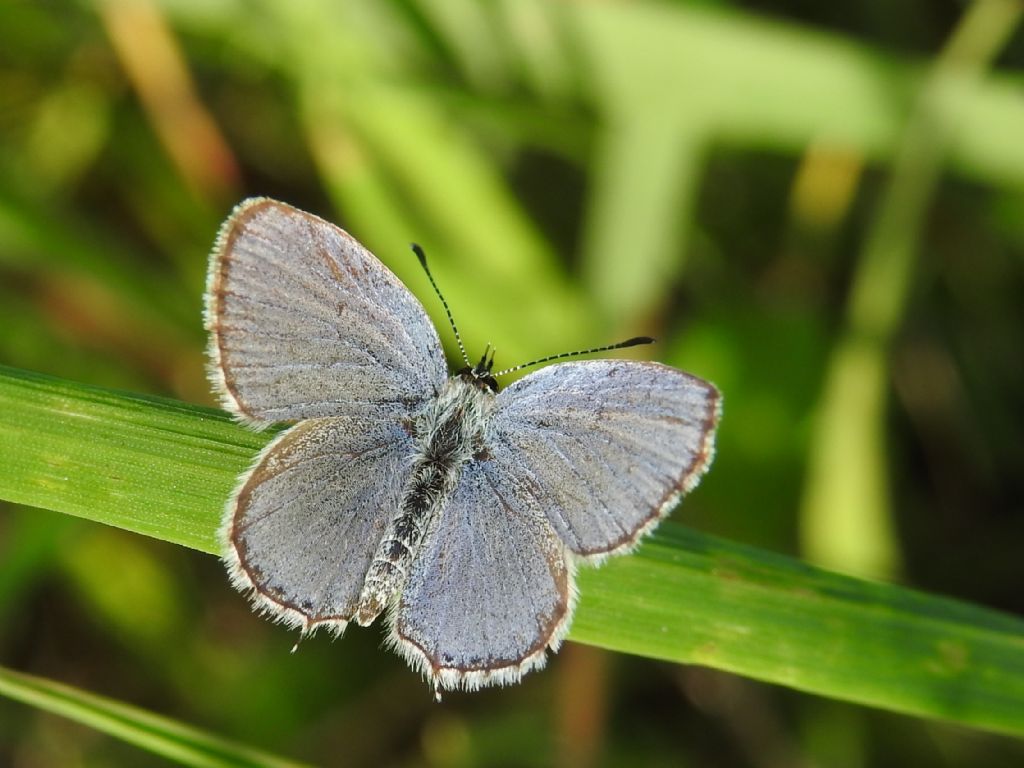 ID piccola farfallina - Cupido (Everes) argiades, Lycaenidae