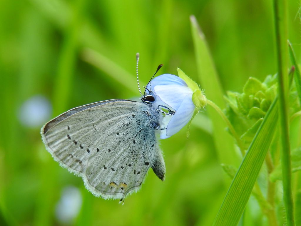 ID piccola farfallina - Cupido (Everes) argiades, Lycaenidae