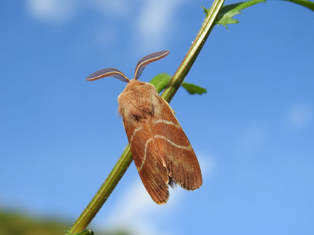 ID farfalla notturna - Macrothylacia rubi, Lasiocampidae