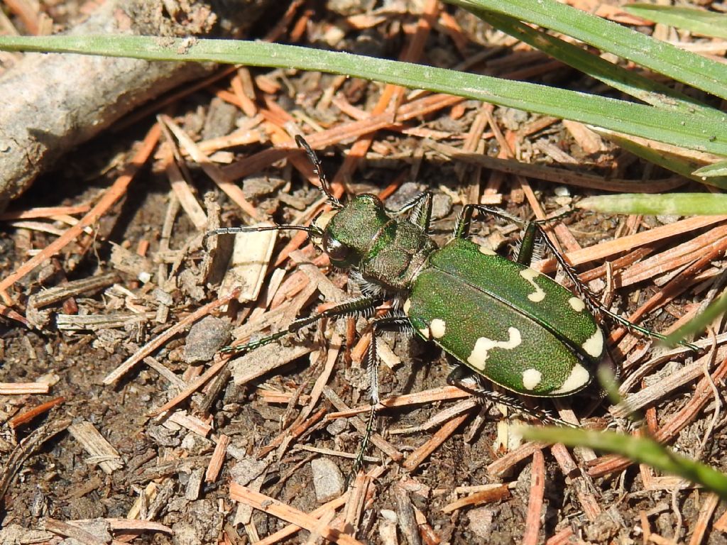 Carabidae: Cicindela gallica