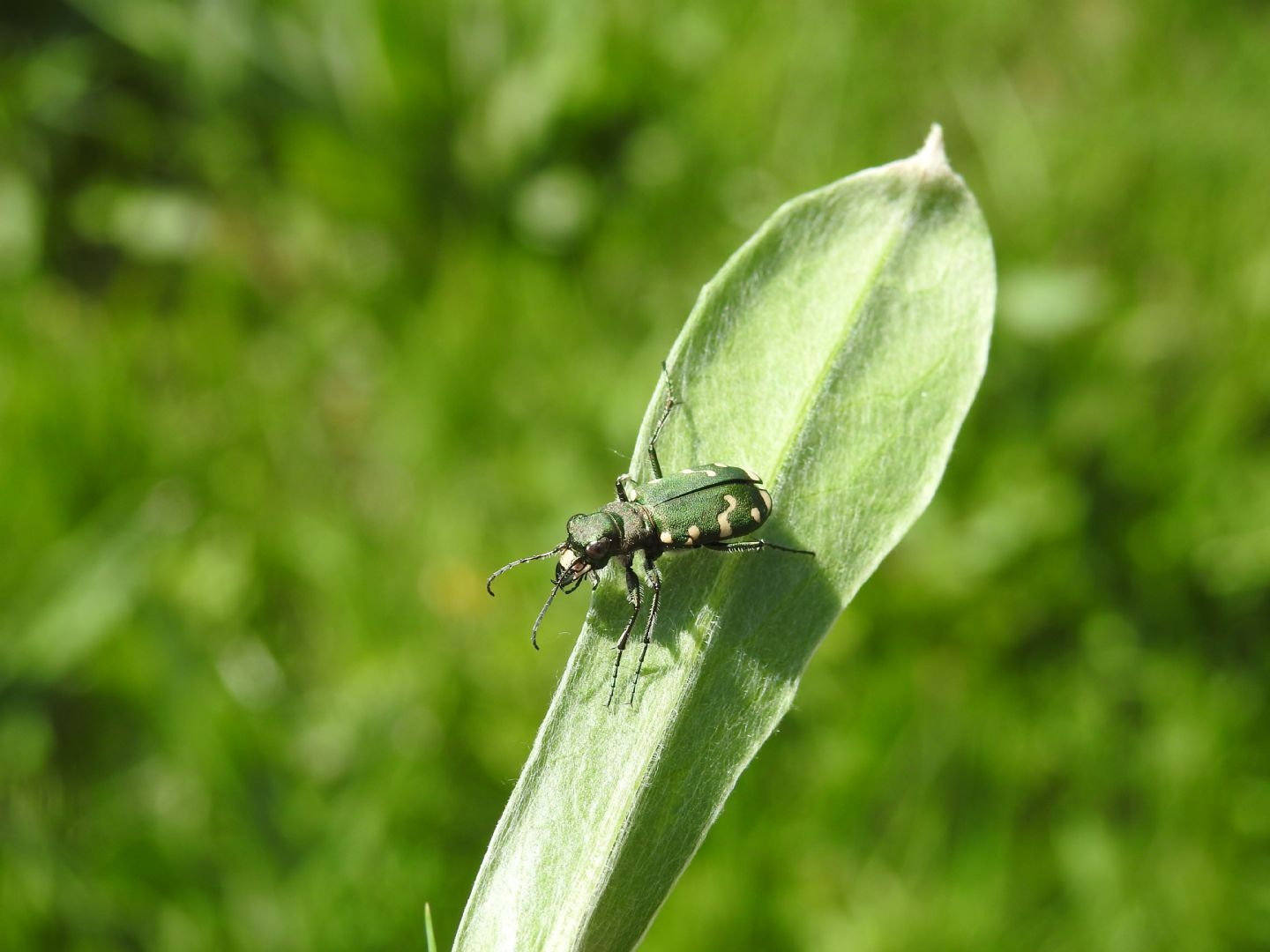 Carabidae: Cicindela gallica