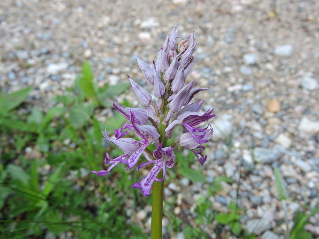 ID fiore:  Orchis militaris