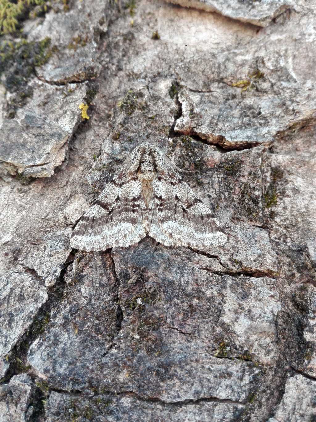 ID farfalla notturna:  Lycia hirtaria (Geometridae)