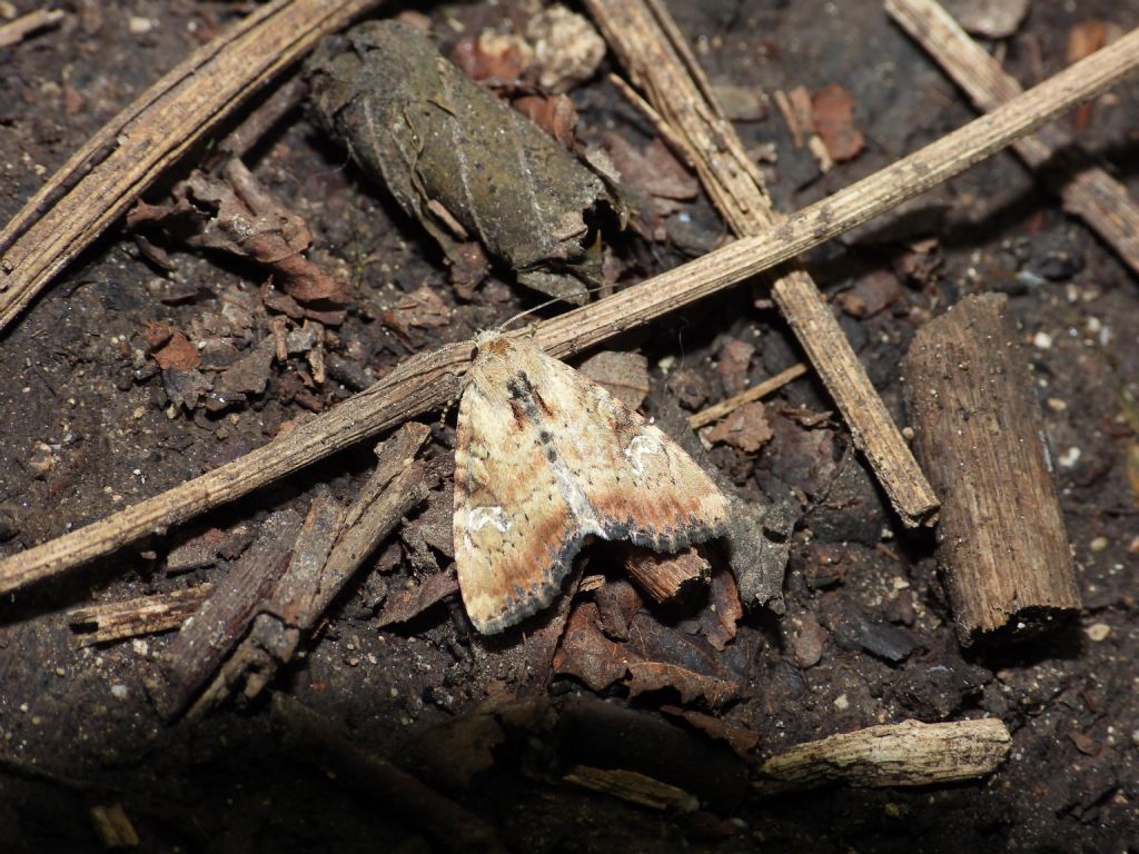 ID farfalla notturna: Apamea scolopacina - Noctuidae