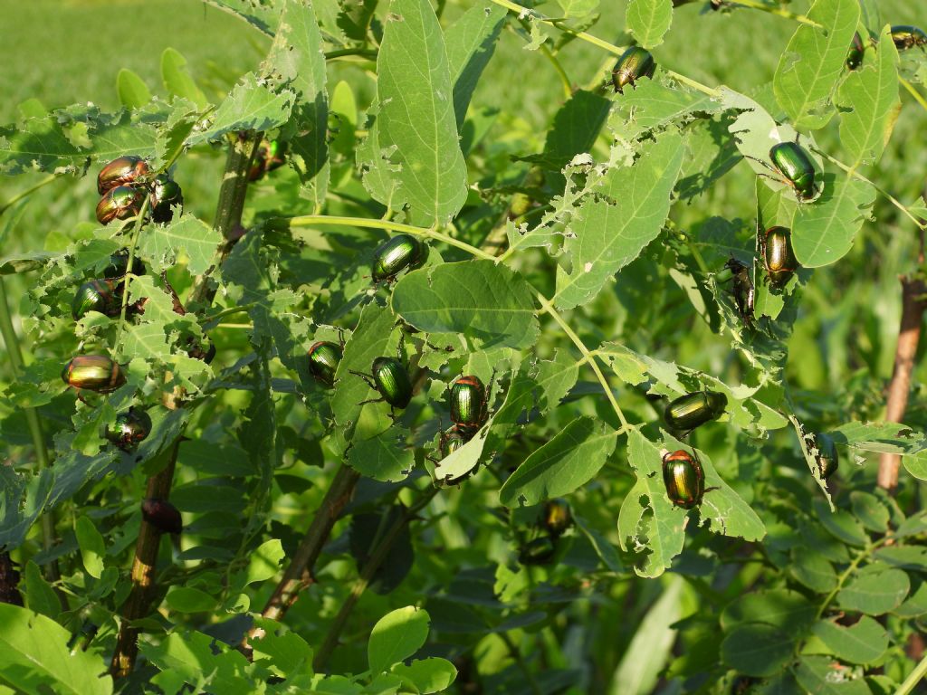 Rutelidae:  Anomala vitis