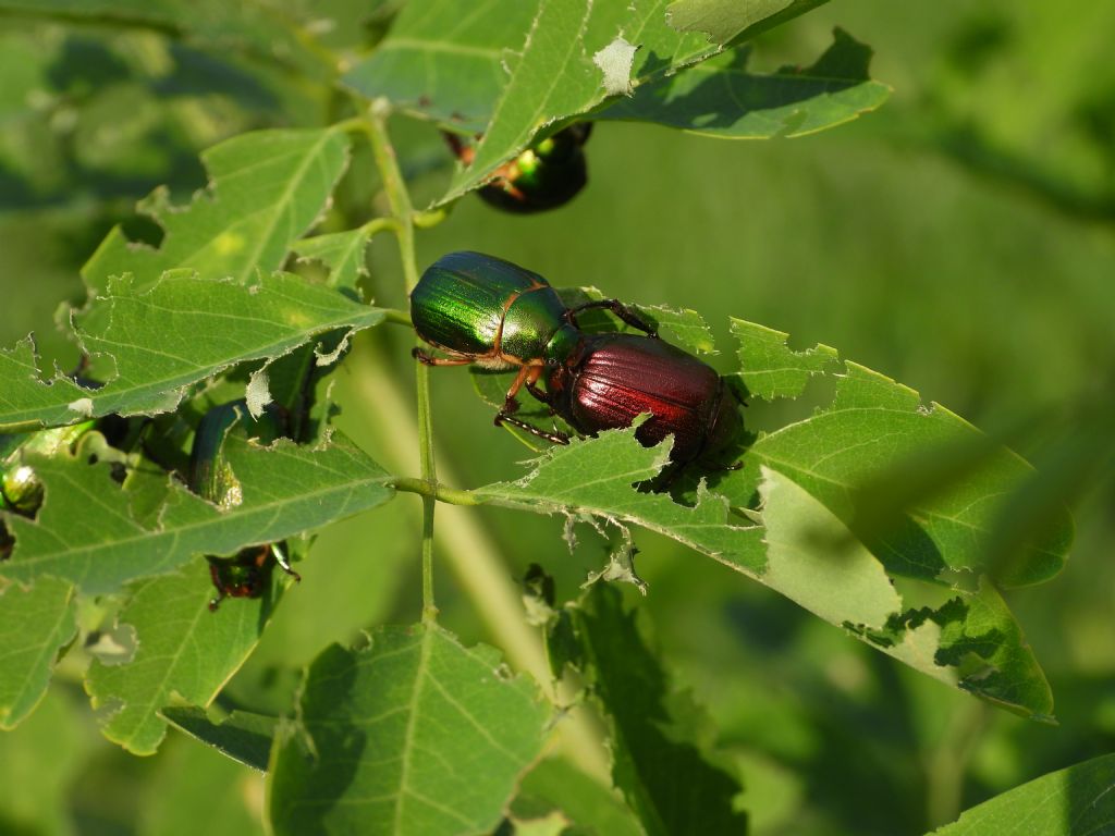 Rutelidae:  Anomala vitis