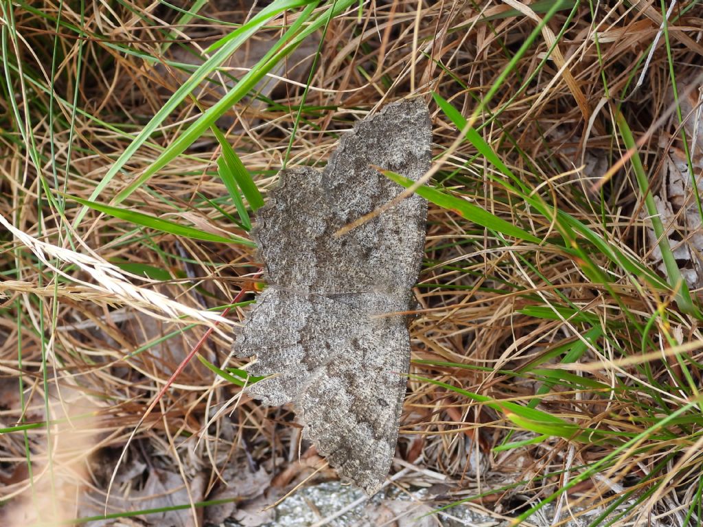 Gnophos obfuscata - Geometridae