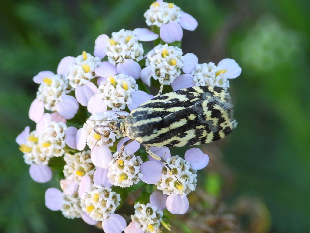 Farfallina variopinta:  Acontia trabealis -  Noctuidae