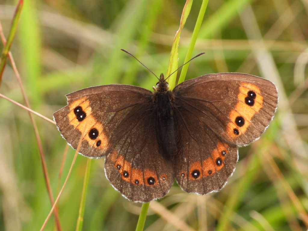 ID Erebia