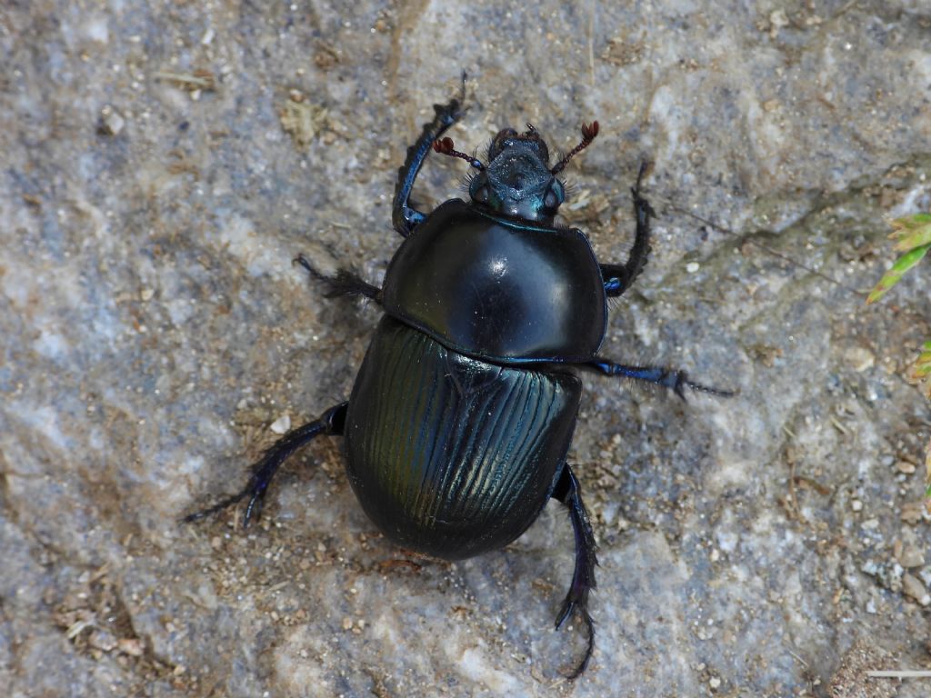 grande coleottero: Geotrupidae: Geotrupes stercorarius (cf.)