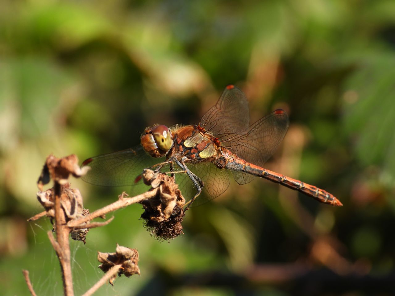 Sympetrum da determinare: striolatum, meridionale e sanguineum