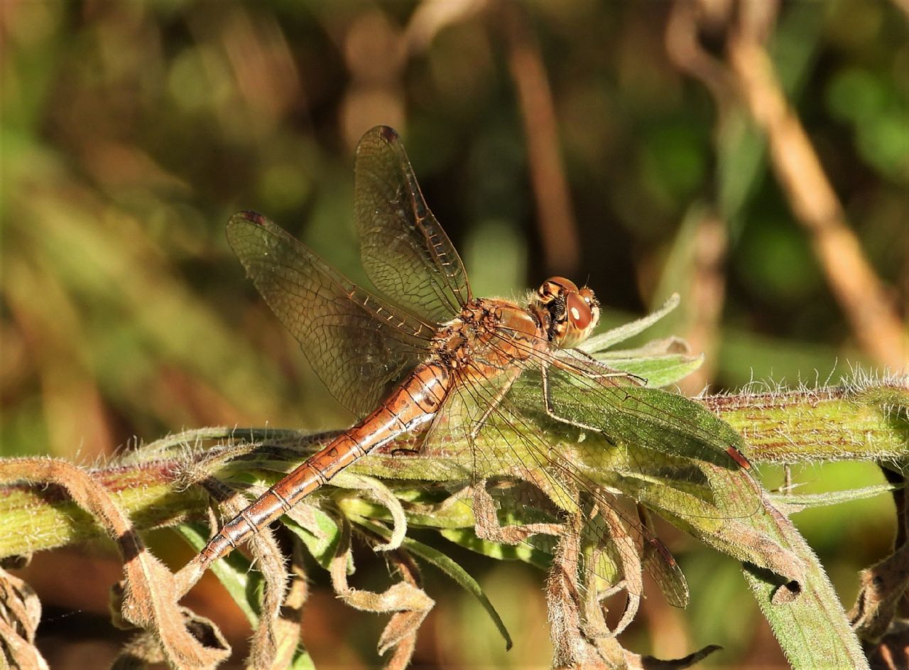 Sympetrum da determinare: striolatum, meridionale e sanguineum