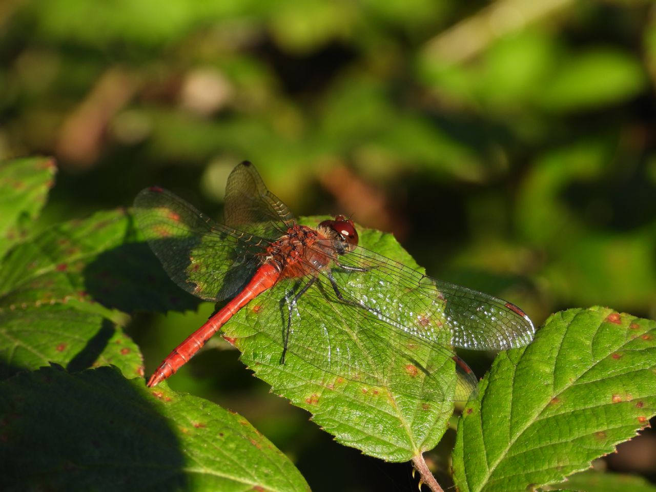 Sympetrum da determinare: striolatum, meridionale e sanguineum