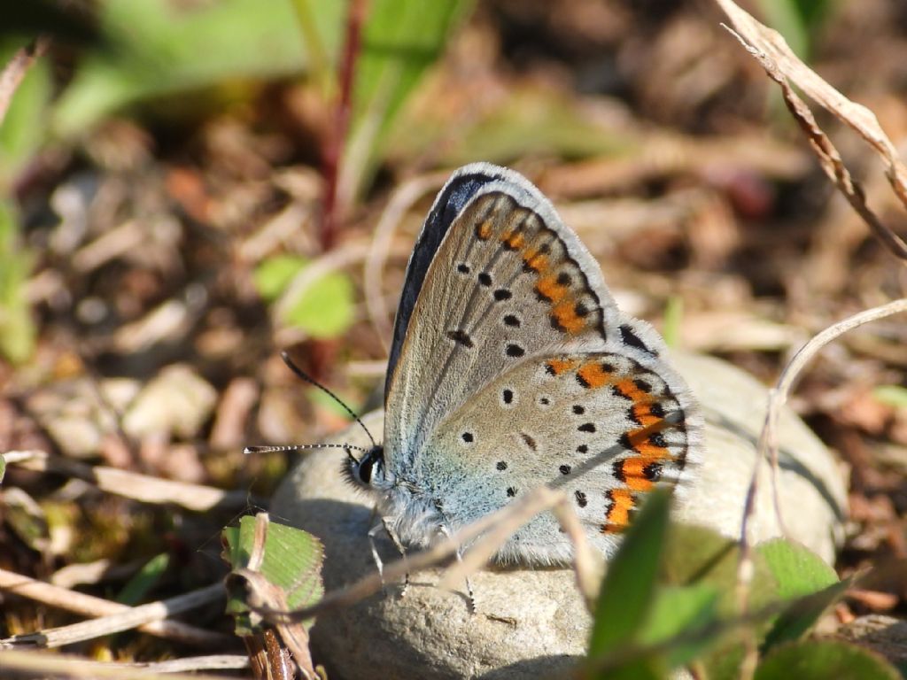 ID Plebejus: Plebejus argyrognomon (primo esemplare) e Plebejus idas