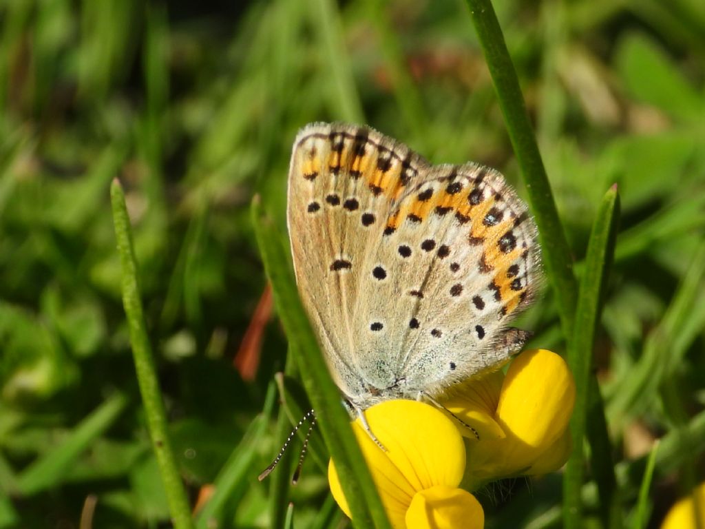 ID Plebejus: Plebejus argyrognomon (primo esemplare) e Plebejus idas