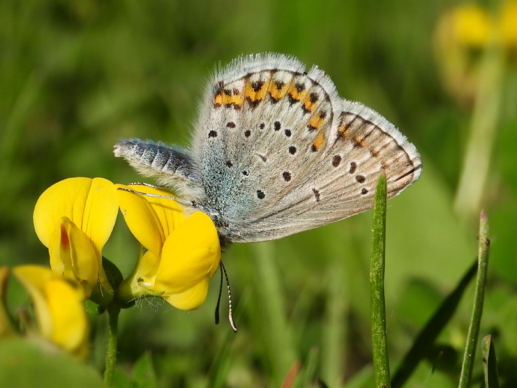 ID Plebejus: Plebejus argyrognomon (primo esemplare) e Plebejus idas