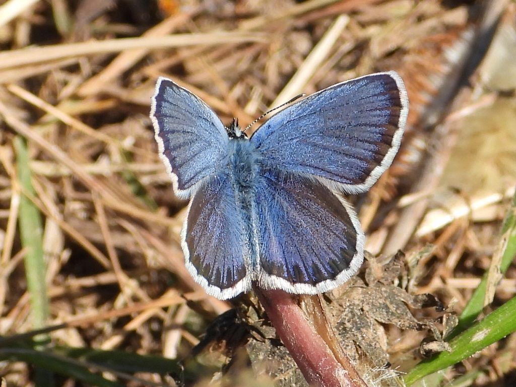 ID Plebejus: Plebejus argyrognomon (primo esemplare) e Plebejus idas