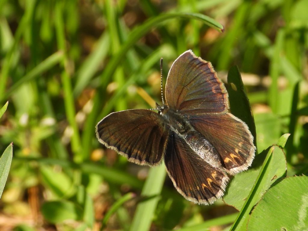 ID Plebejus: Plebejus argyrognomon (primo esemplare) e Plebejus idas