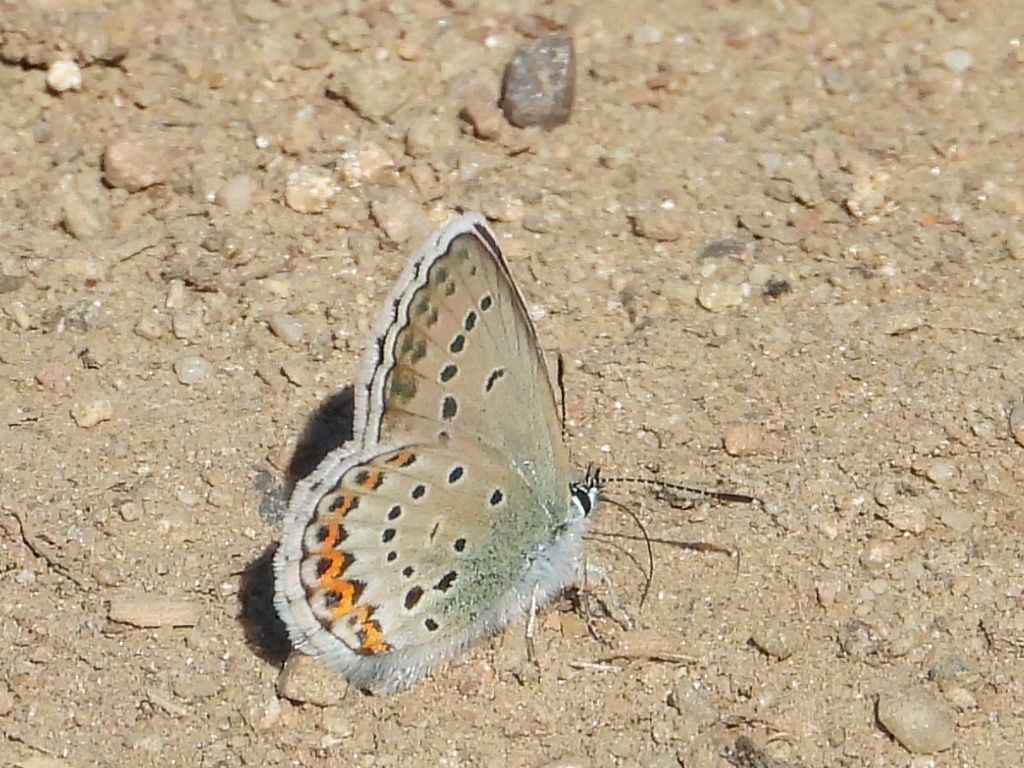 ID Plebejus: Plebejus argyrognomon (primo esemplare) e Plebejus idas