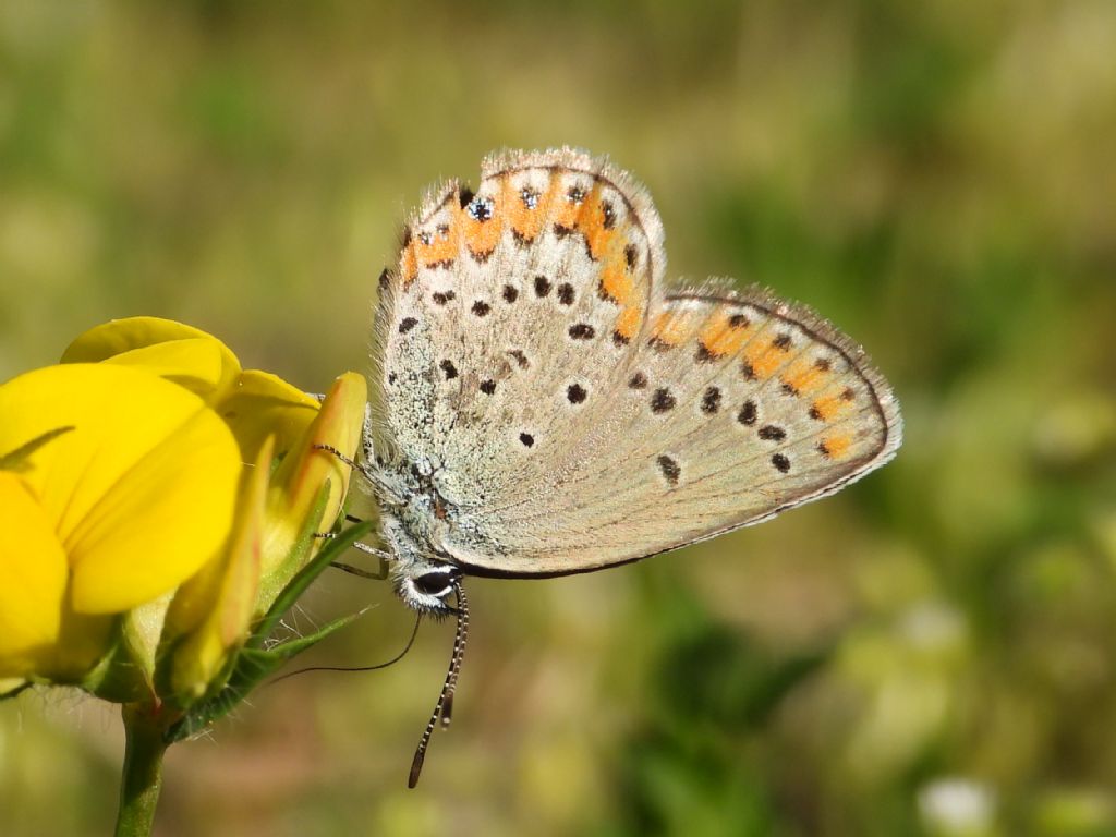 ID Plebejus: Plebejus argyrognomon (primo esemplare) e Plebejus idas