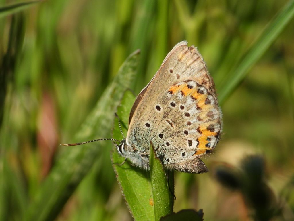 ID Plebejus: Plebejus argyrognomon (primo esemplare) e Plebejus idas