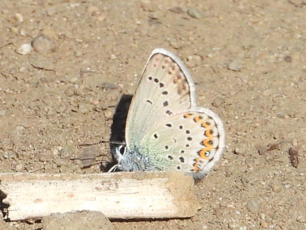 ID Plebejus: Plebejus argyrognomon (primo esemplare) e Plebejus idas