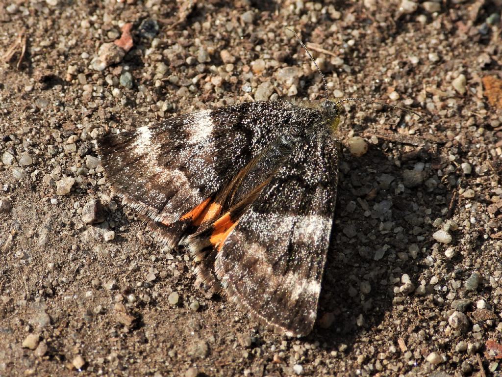 Boudinotiana notha - Geometridae