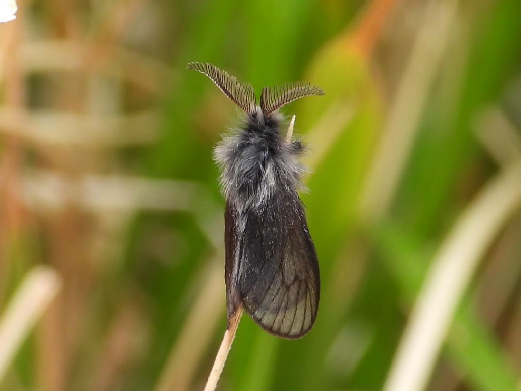 Acanthopsyche zelleri (Psychidae)