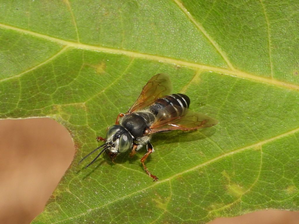 Crabronidae: Tachytes etruscus