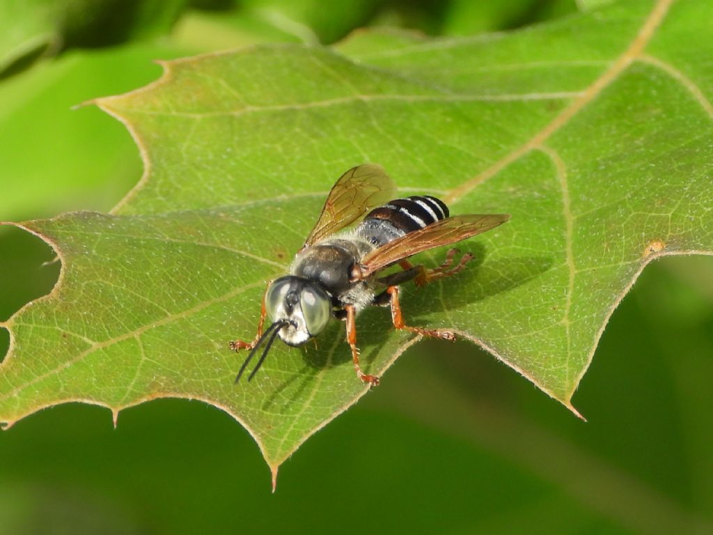 Crabronidae: Tachytes etruscus