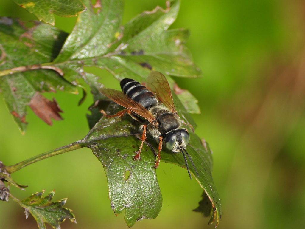 Crabronidae: Tachytes etruscus