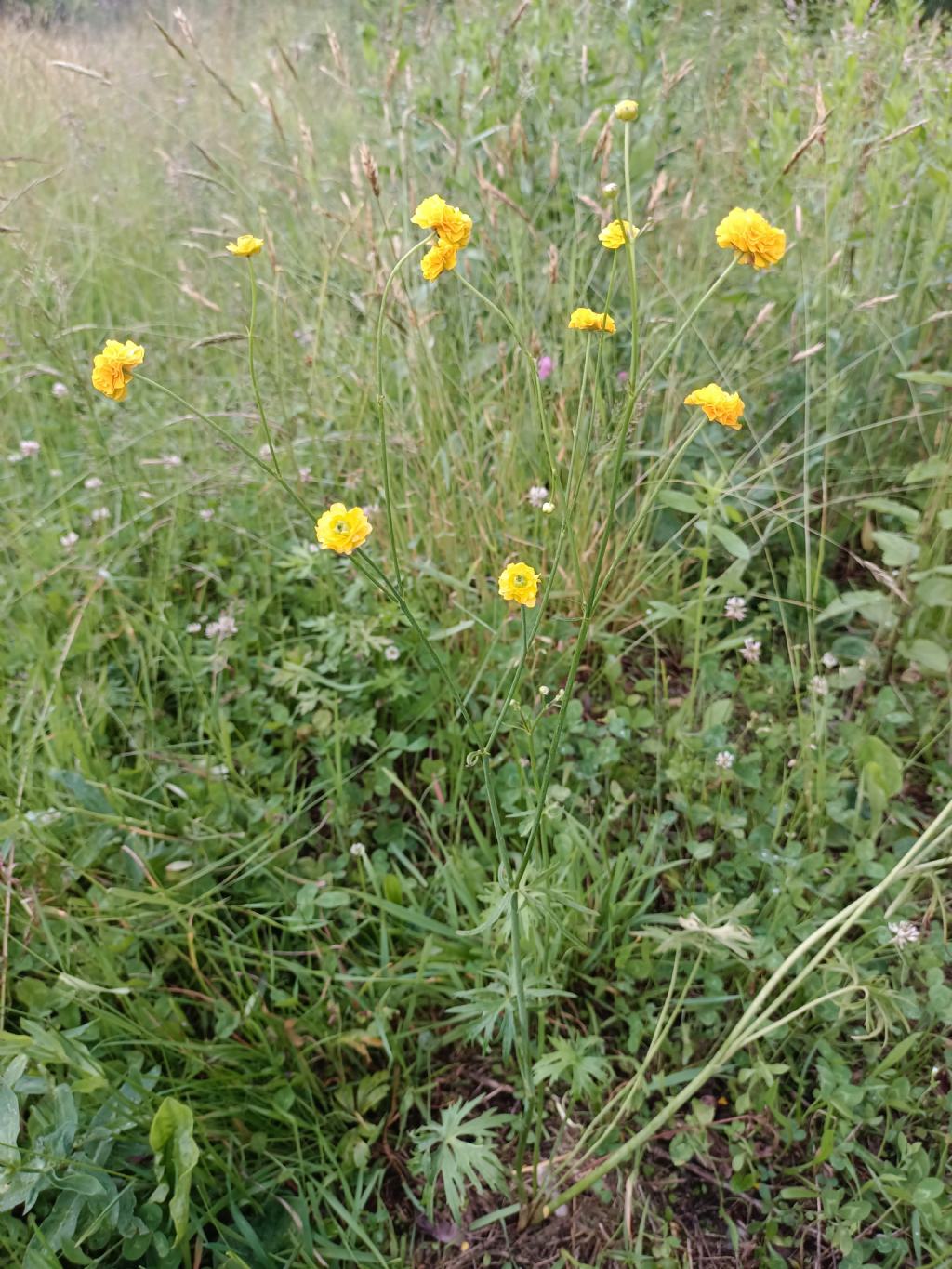 ID Ranunculus