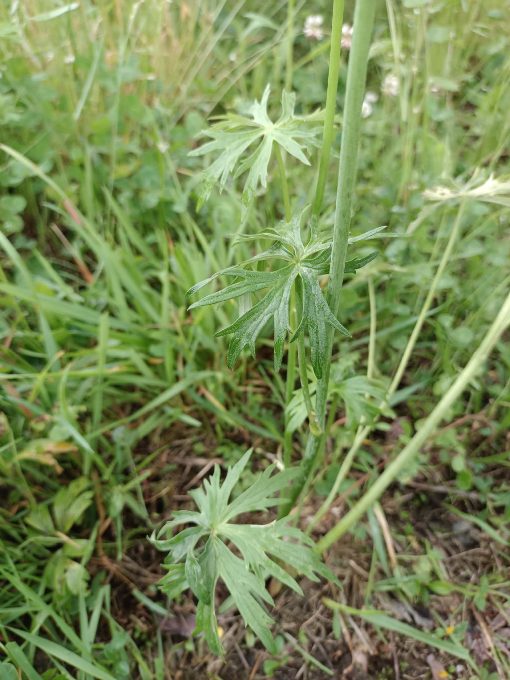 ID Ranunculus