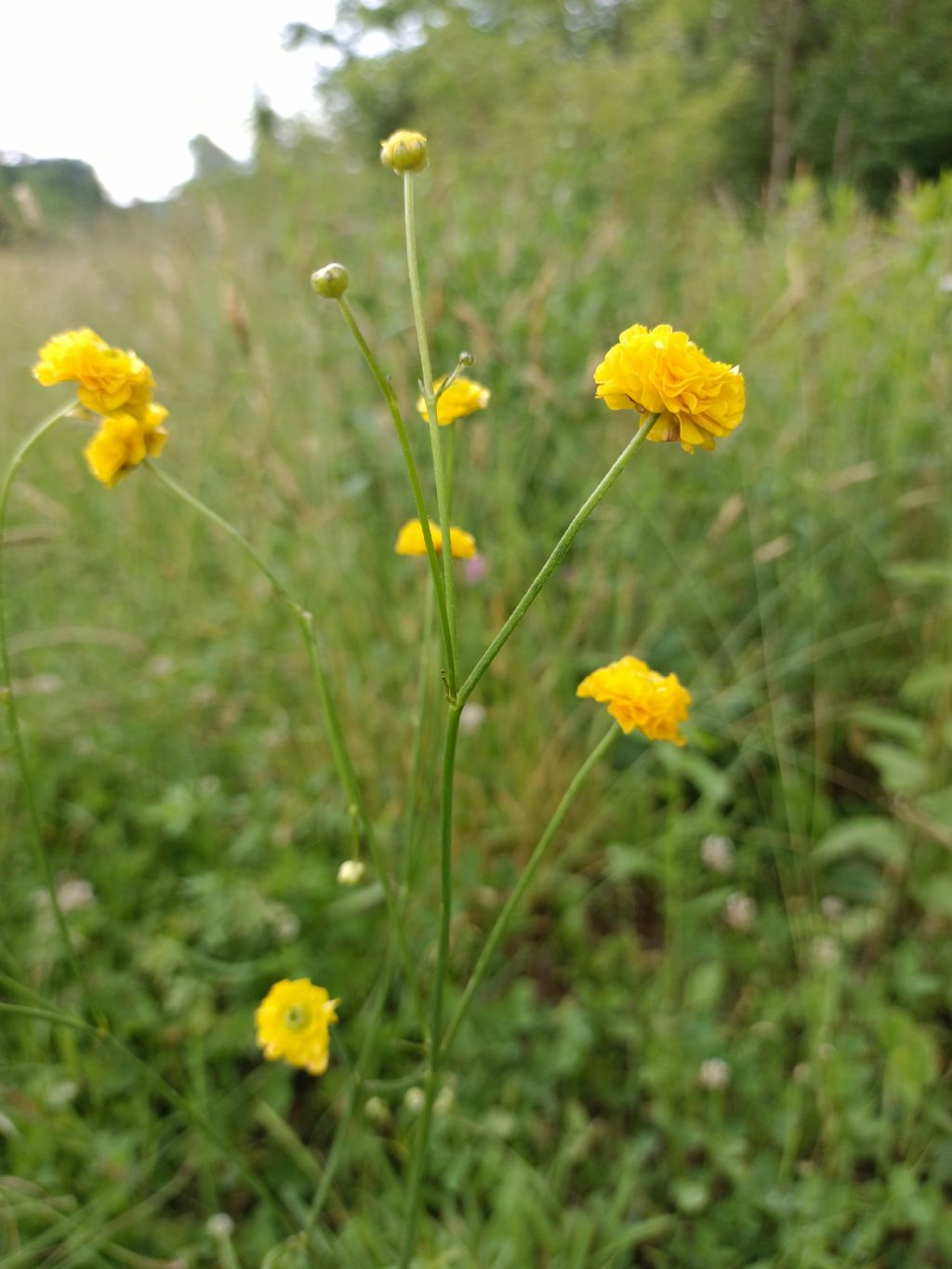 ID Ranunculus